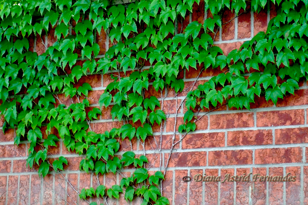 Ivy-and-Brick
